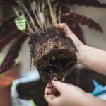 Root Pruning Pots