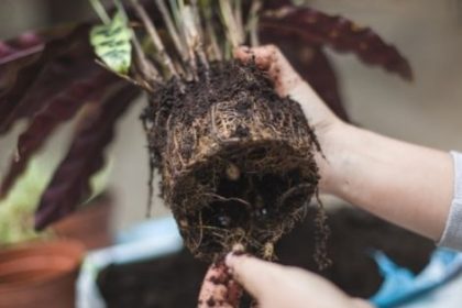 Root Pruning Pots