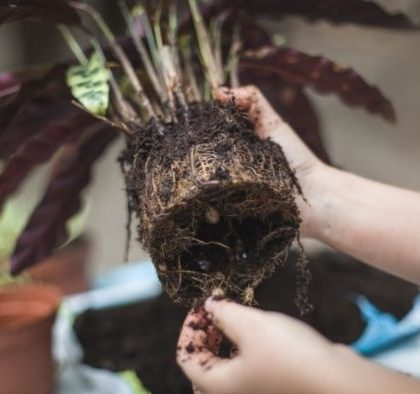 Root Pruning Pots