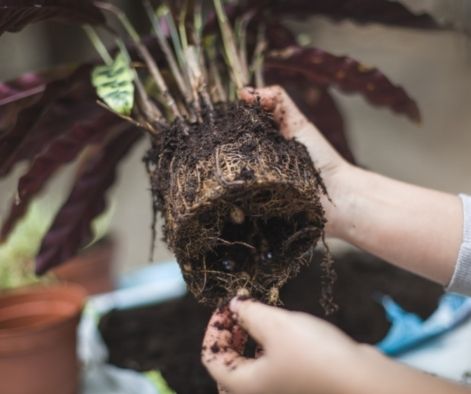 Root Pruning Pots