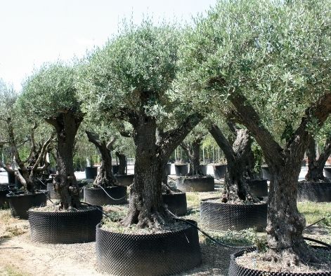 Air Prune Trees