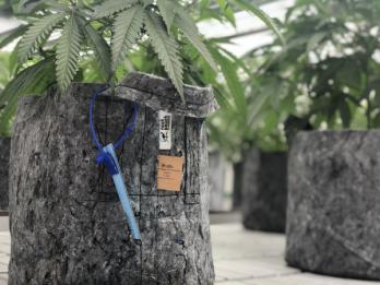 Root Pouch Grey in Cannabis Greenhouse