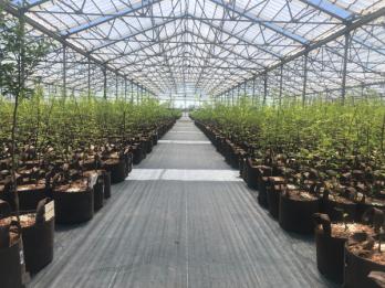 Root Pouch Boxer Brown in Greenhouse Environment