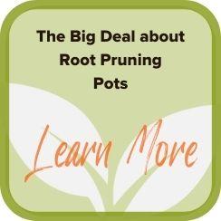 The Big Deal about Container Root Pruning