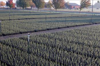 1 Gallon Black Plastic Nursery Pot Can Yard