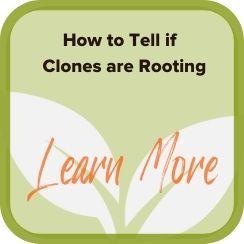 How to Tell if Clones are Rooting