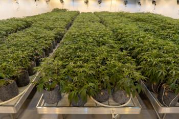 Root Pouch Charcoal in Cannabis Grow Room