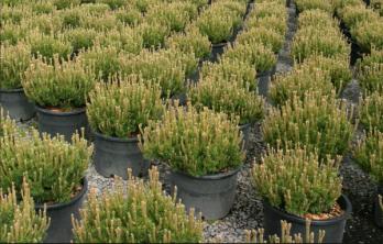 Can Yard 3 Gallon Nursery Pot