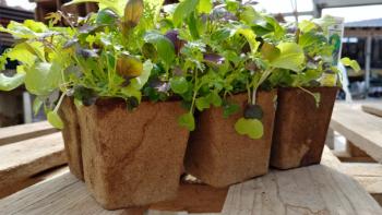 CowPots SixCell Salad Mix