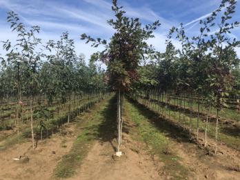 Root Pouch Grey In-ground Bag