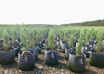 Root Pouch Grey in Open Field Can Yard