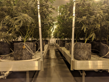 Root Pouch Charcoal Cannabis Rolling Benches