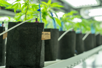 Root Pouch Black Propagation