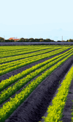Agriculture