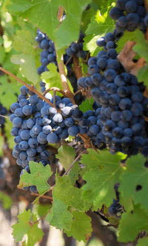 Vineyards and Orchards