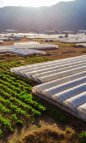 Greenhouses and Nurseries