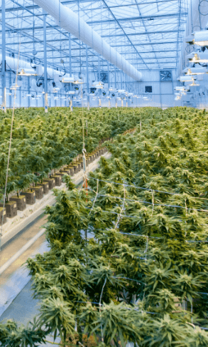 Indoor Farms and CEA