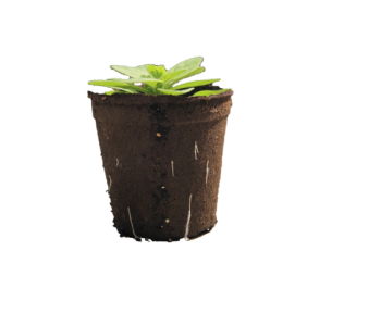 CowPot #4 Round Tall